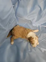 Waffle, a male Aussiedoodle and Miniature Aussiedoodle for sale in Maryville, TN – 10 of 10