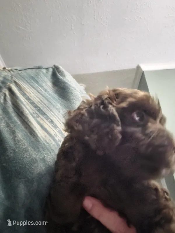 Chai – Poodle - Miniature , Miniature Aussiedoodle puppy for sale in Maryville, TN