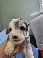 Latte, a male Poodle - Miniature  and Miniature Aussiedoodle for sale in Maryville, TN – 2 of 9