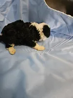 Biscotti, a male Poodle - Miniature  and Miniature Aussiedoodle for sale in Maryville, TN – 9 of 10