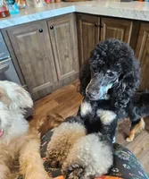 Espresso (toy), a male Poodle - Miniature  and Miniature Aussiedoodle for sale in Maryville, TN – 10 of 10