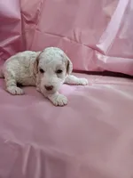 Biscuit , a female Aussiedoodle and Miniature Aussiedoodle for sale in Maryville, TN – 2 of 8