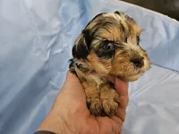 Espresso , a male Poodle - Miniature  and Miniature Aussiedoodle for sale in Maryville, TN – 6 of 9