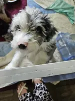 Latte, a male Poodle - Miniature  and Miniature Aussiedoodle for sale in Maryville, TN – 2 of 9