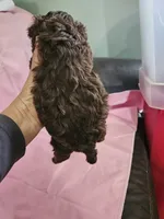 Mocha , a female Poodle - Miniature  and Miniature Aussiedoodle for sale in Maryville, TN – 8 of 9