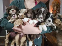 AUTUMN, a female Miniature Australian Shepherd and Miniature Aussiedoodle for sale in Maryville, TN – 10 of 10