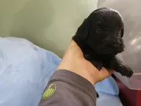 Muffinn, a male Aussiedoodle and Miniature Aussiedoodle for sale in Maryville, TN – 2 of 10