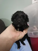 Hazelnut, a male Poodle - Miniature  and Miniature Aussiedoodle for sale in Maryville, TN – 3 of 9