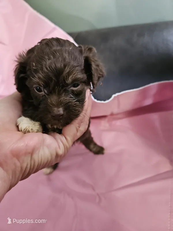 Mocha  – Poodle - Miniature , Miniature Aussiedoodle puppy for sale in Maryville, TN