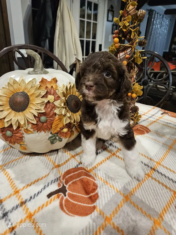 Cider – Miniature Australian Shepherd, Miniature Aussiedoodle puppy for sale in Maryville, TN