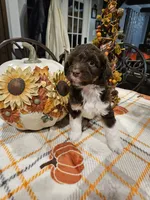 Cider, a male Miniature Australian Shepherd and Miniature Aussiedoodle for sale in Maryville, TN – 1 of 8