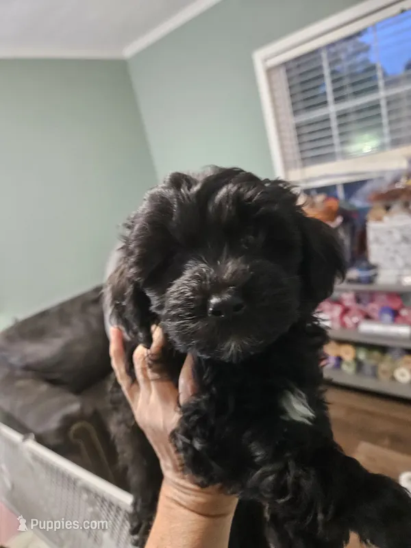 Hazelnut – Poodle - Miniature , Miniature Aussiedoodle puppy for sale in Maryville, TN