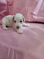 Biscuit , a female Aussiedoodle and Miniature Aussiedoodle for sale in Maryville, TN – 3 of 8