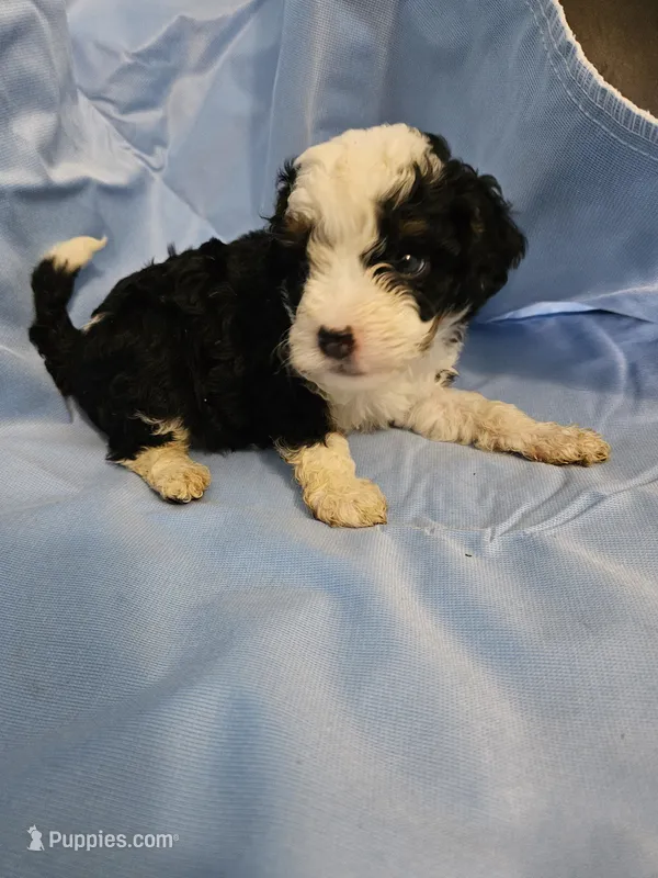 Biscotti – Poodle - Miniature , Miniature Aussiedoodle puppy for sale in Maryville, TN