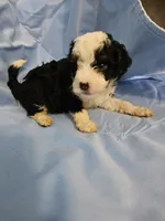 Biscotti, a male Poodle - Miniature  and Miniature Aussiedoodle for sale in Maryville, TN – 1 of 10