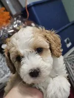 Waffle on hold, a male Aussiedoodle and Miniature Aussiedoodle for sale in Maryville, TN – 2 of 9
