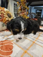 EMBER, a female Miniature Australian Shepherd and Miniature Aussiedoodle for sale in Maryville, TN – 8 of 10