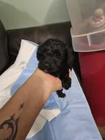 Hazelnut, a male Poodle - Miniature  and Miniature Aussiedoodle for sale in Maryville, TN – 4 of 9