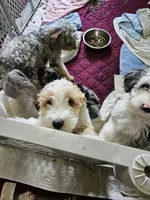 Waffle on hold, a male Aussiedoodle and Miniature Aussiedoodle for sale in Maryville, TN – 5 of 9