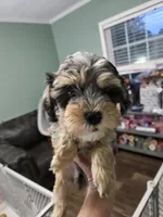 Espresso, a male Poodle - Miniature  and Miniature Aussiedoodle for sale in Maryville, TN – 6 of 10