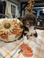 Cider, a male Miniature Australian Shepherd and Miniature Aussiedoodle for sale in Maryville, TN – 2 of 8
