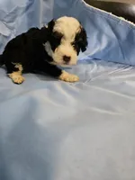 Biscotti, a male Poodle - Miniature  and Miniature Aussiedoodle for sale in Maryville, TN – 10 of 10
