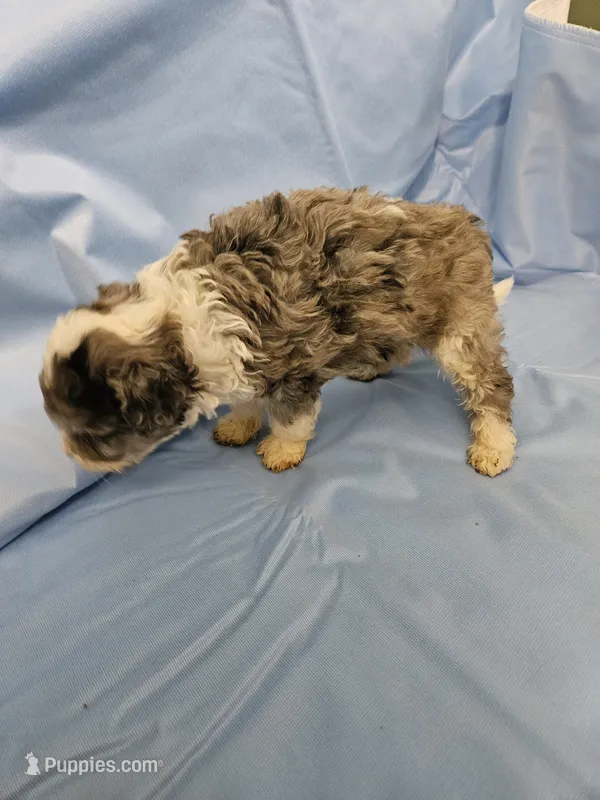 Latte – Poodle - Miniature , Miniature Aussiedoodle puppy for sale in Maryville, TN