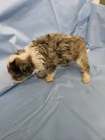 Latte, a male Poodle - Miniature  and Miniature Aussiedoodle for sale in Maryville, TN – 5 of 9