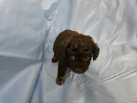 Macchiato, a male Poodle - Miniature  and Miniature Aussiedoodle for sale in Maryville, TN – 6 of 10