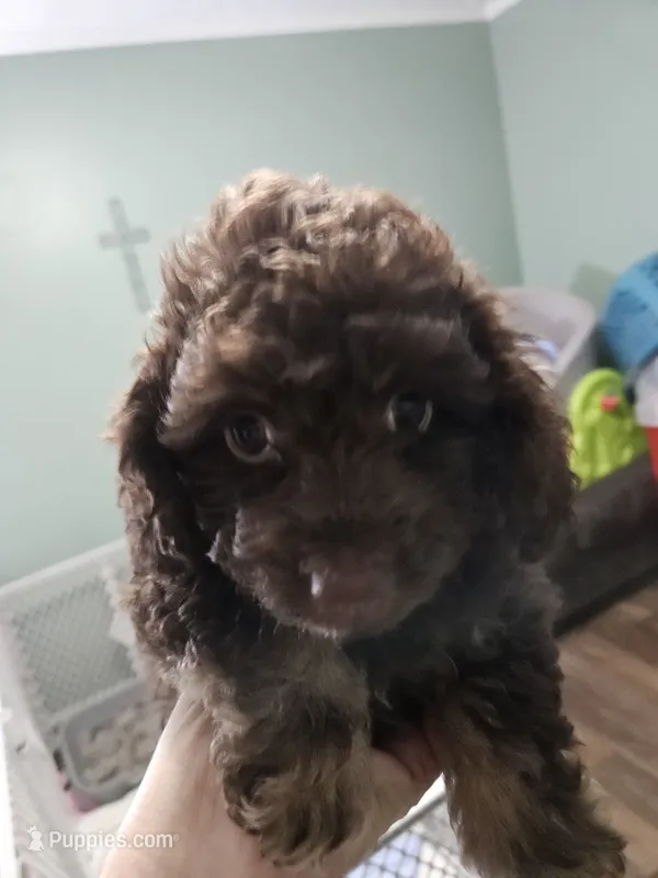Macchiato – Poodle - Miniature , Miniature Aussiedoodle puppy for sale in Maryville, TN