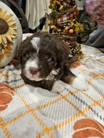 AUTUMN, a female Miniature Australian Shepherd and Miniature Aussiedoodle for sale in Maryville, TN – 6 of 10