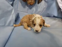 Waffle, a male Aussiedoodle and Miniature Aussiedoodle for sale in Maryville, TN – 5 of 10