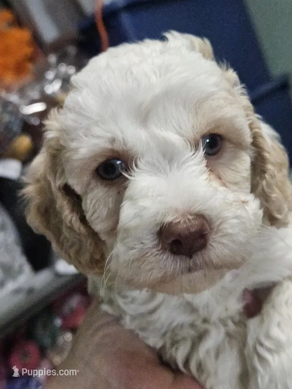 Biscuit  – Aussiedoodle, Miniature Aussiedoodle puppy for sale in Maryville, TN