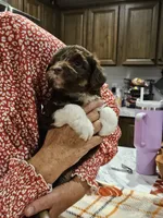 Cider, a male Miniature Australian Shepherd and Miniature Aussiedoodle for sale in Maryville, TN – 7 of 8