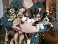Cider, a male Miniature Australian Shepherd and Miniature Aussiedoodle for sale in Maryville, TN – 8 of 8