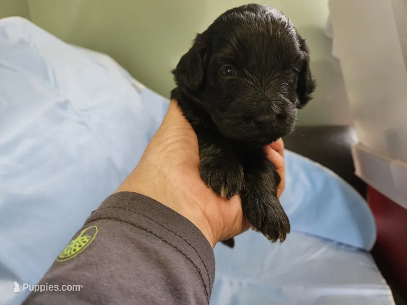Muffinn – Aussiedoodle, Miniature Aussiedoodle puppy for sale in Maryville, TN