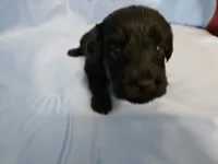 Muffinn, a male Aussiedoodle and Miniature Aussiedoodle for sale in Maryville, TN – 6 of 10
