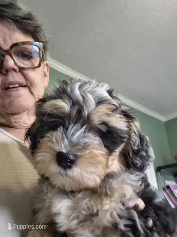 Espresso – Poodle - Miniature , Miniature Aussiedoodle puppy for sale in Maryville, TN
