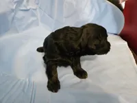 Muffinn, a male Aussiedoodle and Miniature Aussiedoodle for sale in Maryville, TN – 8 of 10