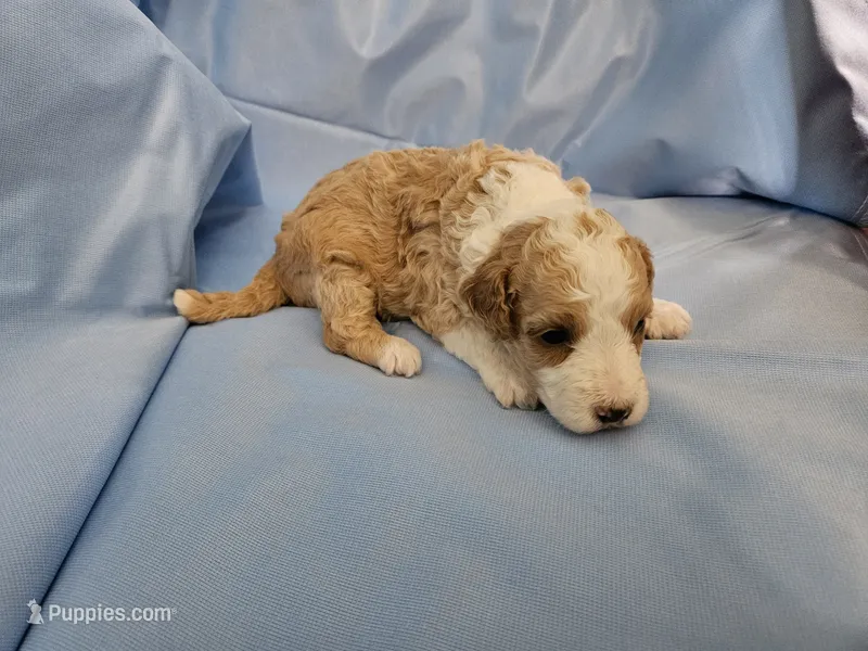 Waffle – Aussiedoodle, Miniature Aussiedoodle puppy for sale in Maryville, TN