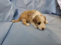 Waffle, a male Aussiedoodle and Miniature Aussiedoodle for sale in Maryville, TN – 1 of 10