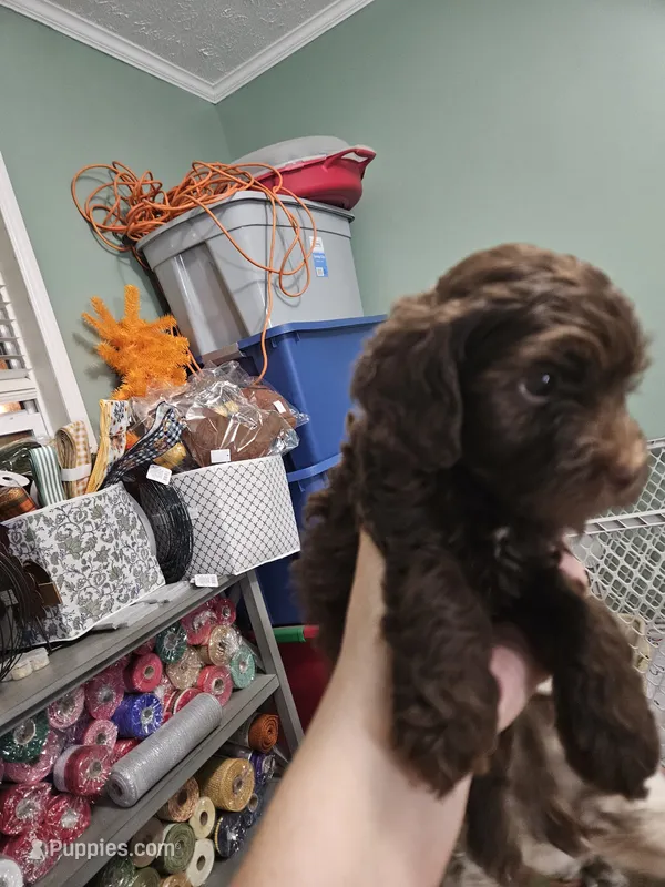 Chai – Poodle - Miniature , Miniature Aussiedoodle puppy for sale in Maryville, TN
