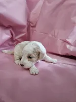 Biscuit , a female Aussiedoodle and Miniature Aussiedoodle for sale in Maryville, TN – 4 of 8