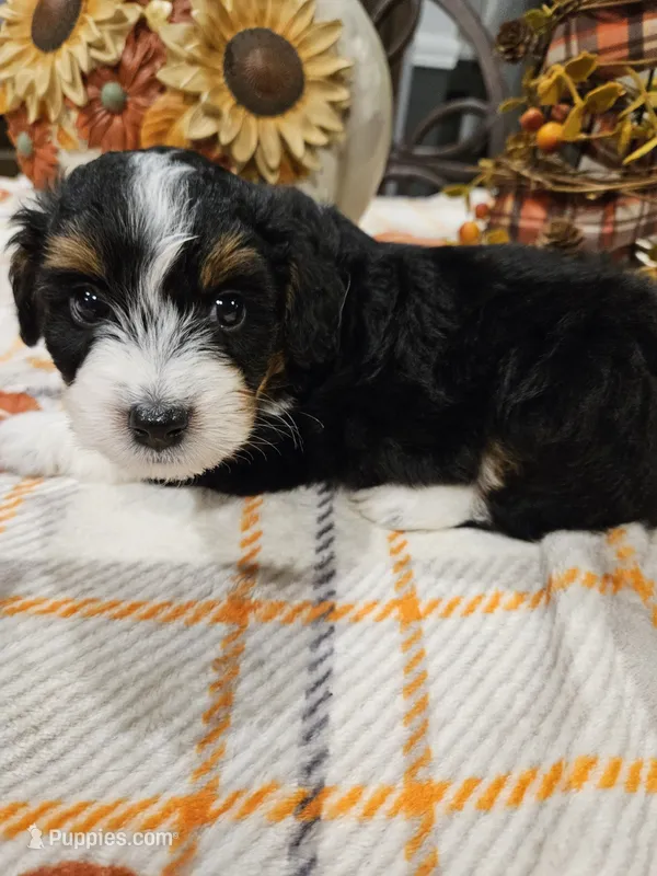 EMBER – Miniature Australian Shepherd, Miniature Aussiedoodle puppy for sale in Maryville, TN