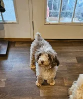 Espresso (toy), a male Poodle - Miniature  and Miniature Aussiedoodle for sale in Maryville, TN – 9 of 10