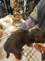 Copper, a male Miniature Australian Shepherd and Miniature Aussiedoodle for sale in Maryville, TN – 9 of 9
