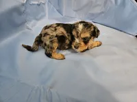 Espresso , a male Poodle - Miniature  and Miniature Aussiedoodle for sale in Maryville, TN – 4 of 9