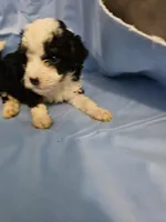 Biscotti, a male Poodle - Miniature  and Miniature Aussiedoodle for sale in Maryville, TN – 3 of 10