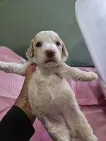 Biscuit , a female Aussiedoodle and Miniature Aussiedoodle for sale in Maryville, TN – 5 of 8