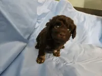 Macchiato, a male Poodle - Miniature  and Miniature Aussiedoodle for sale in Maryville, TN – 2 of 10